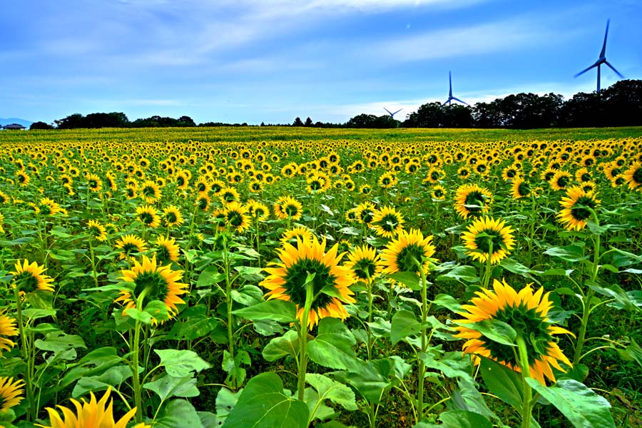 楽天写真パネルのあぁとすぺーすつくば風景写真パネル 福島県 郡山 布引風の高原 朝日とひまわり 05 ボタニカル 向日葵 癒し オシャレ 夏 パネル 写真 インテリア アートパネル プレゼント ギフト お祝い 結婚祝い 新築祝い 引っ越し祝い 誕生日祝い 記念日 旅の思い出 nnba-05-b2