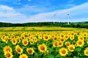 楽天写真パネルのあぁとすぺーすつくば風景写真パネル 福島県 郡山 布引風の高原 ひまわり畑と風車 06 大自然 解放感 癒やし おしゃれ アートパネル パネル 写真 インテリア プレゼント ギフト お祝い 結婚祝い 新築祝い 引っ越し祝い 誕生日祝い 記念日 旅の思い出 nnb-06-m40