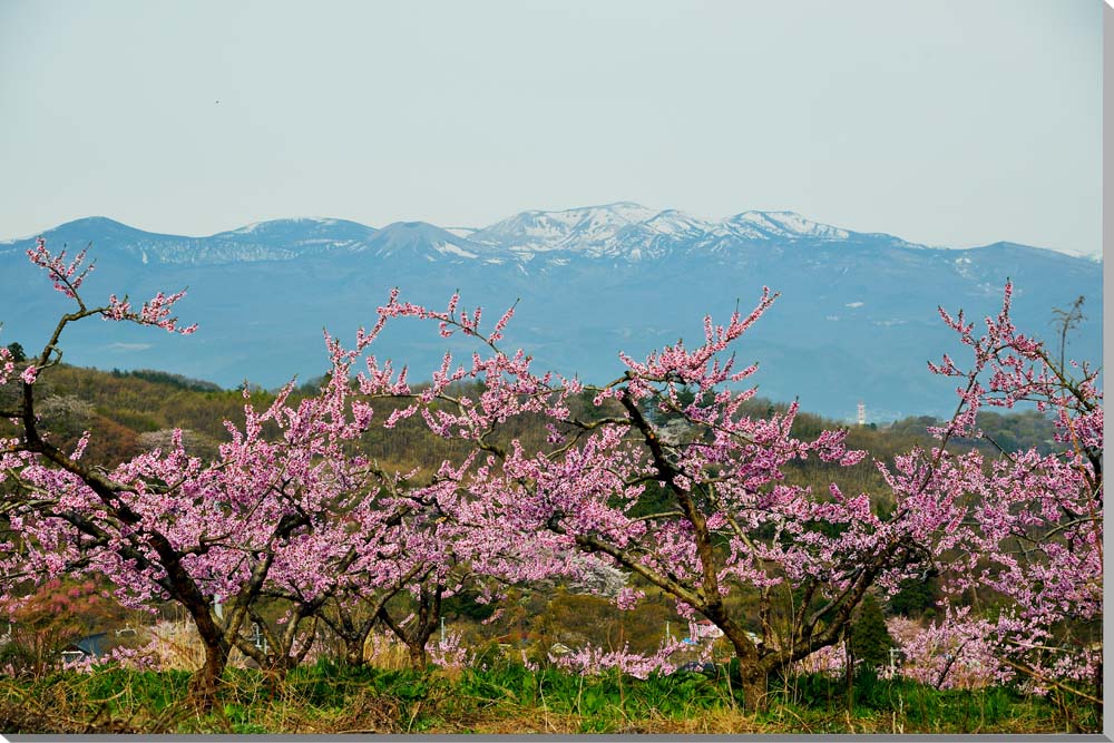 最安 風景写真パネル 福島 吾妻の雪兎 花見山 65 2 45 5ｃｍ Fuk 239 M15絵画 アートなディスプレイや模様替え タペストリーなどに 新築祝い 出産祝い 結婚祝い プレゼントに喜ばれます 楽ギフ 包装 楽ギフ のし宛書 代引不可 Www Amir Org Rw