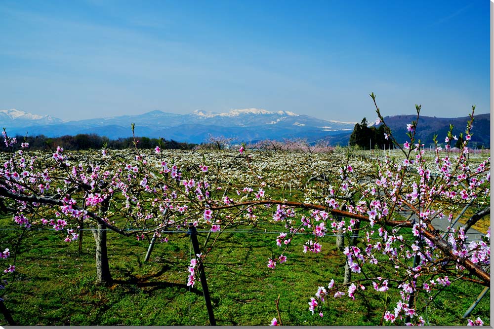 風景写真パネル 福島 桃と梨と吾妻山 アートパネル パネル 写真 ボタニカル 桜 春 吾妻山 インテリア プレゼント ギフト お祝い 結婚 新築 誕生日 入学 ...