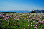 風景写真パネル 福島 桃と梨と吾妻山 アートパネル パネル 写真 ボタニカル 桜 春 吾妻山 インテリア プレゼント ギフト お祝い 結婚 新築 誕生日 入学 卒業 記念日 母の日 父の日 記念日 fuk-247-m20