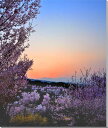 風景写真パネル 福島 平田 花木畑の夕焼け 桜 ボタニカル 写真 春 桜 さくら 景色 パネル インテリア 壁飾り 壁掛け 額要らず 模様替え 雰囲気作り 風水 旅の思い出 リフォーム 新築 リビング オフィス 玄関 ロビー FUK-127-F25