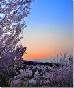 風景写真パネル 福島 平田 花木畑の夕焼け 桜 ボタニカル 写真 春 桜 さくら 景色 パネル アートパネル インテリア プレゼント ギフト 贈答品 返礼 お祝い 結婚 新築 引っ越し 誕生日 記念日 入学 卒業 成人式 母の日 父の日 年祝い FUK-128-F25