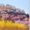 風景写真パネル 福島 桃源郷 花見山 インテリア パネル アートパネル 写真 プリント ボタニカル 春 さくら 桜 花桃 レンギョウ 景色 壁飾り 壁掛け 額要らず 模様替え 雰囲気作り 風水 リフォーム 新築 リビング オフィス 玄関 ロビー FUK-019-S10