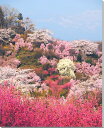 風景写真パネル 福島 桃源郷 花見山 ボタニカル インテリア 写真 パネル アートパネル フォトアート 風水 癒やし 壁掛け 壁飾り 装飾 リビング オフィス ...