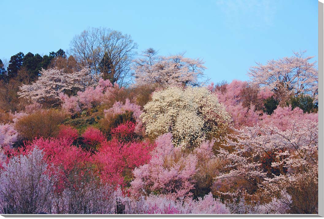 楽天写真パネルのあぁとすぺーすつくば風景写真パネル 福島 桃源郷 花見山 アートパネル インテリア パネル 写真 プリント ボタニカル 春 さくら 桜 花桃 白木蓮 景色 ギフト プレゼント お祝い 結婚 誕生日 記念日 母の日 父の日 思い出 FUK-010-M10