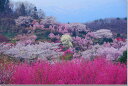 風景写真パネル 福島 桃源郷 花見山 桜 側面画像あり ボタニカル アートパネル グラフィックアート ウォールデコ パ…