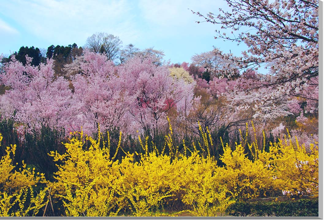 楽天写真パネルのあぁとすぺーすつくば風景写真パネル 福島 桃源郷 花見山 インテリア パネル アートパネル 写真 プリント ボタニカル 春 さくら 桜 花桃 レンギョウ 景色 壁飾り 壁掛け 額要らず 模様替え 雰囲気作り リフォーム 新築 ギフト プレゼント お祝い 結婚 誕生日 記念日 風水 思い出 FUK-020-M20