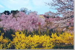 風景写真パネル 福島 桃源郷 花見山 インテリア パネル アートパネル 写真 プリント ボタニカル 春 さくら 桜 花桃 レンギョウ 景色 壁飾り 壁掛け 額要らず 模様替え 雰囲気作り リフォーム 新築 ギフト プレゼント お祝い 結婚 誕生日 記念日 風水 思い出 FUK-020-M20