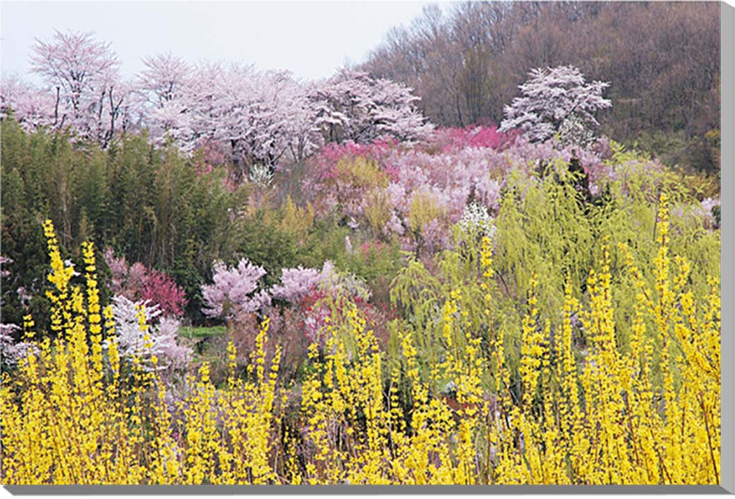 【福島 桃源郷 花見山】 福島市の個人の私有地が、花見山公園として一般に公開されています。 写真家の故秋山庄太郎氏に「福島に桃源郷あり」として絶賛されたことでも有名な、花見の名所です。 梅、ハナモモ、数種類の桜、レンギョウ、ボケ、サンシュユ、モクレンなどの花々が次々と咲き、訪れる人の目を楽しませてくれます。 【花言葉】 桜：全般的に「精神美」「優美な女性」「純潔」 花桃（ハナモモ）：「私はあなたのとりこ」「天下無敵」「気立ての良さ」 連翹（レンギョウ）：「希望」「集中力」「とまどい」「楽しい語らい」 ◆サイズ：80.3×53×2.4cm (M25) ◆重　さ：約1kg　壁に負担がかかりません ◆取付け金具付き ◆風景写真パネルの説明 丈夫で耐久性に優れ、表面が滑らかな光沢ある高級写真用紙を使っていますので、風景が綺麗に仕上がります。 見た目が鏡面仕上で高級感があります。 表面に触れないでください。気を使った扱いが必要です。 ◆写真パネルの発送は ご注文から、2〜3営業日以内に発送。 特注サイズは、10営業日以内に発送致します。◆風景写真パネル 福島 桃源郷 花見山◆ ◆風水では絵画より、写真を飾る方が効果が高いと言われます。 ◆絵画と異なりリーズナブルな料金で飾ることができ、その景色を臨場感たっぷり感じていただくことができます。 【飾り方と用途】オフィスのアクセント、リビングや玄関のインテリアとして、癒やしの空間、お部屋の雰囲気作りに、また旅の思い出として飾ってください。 おしゃれなインテリアアートとして、お祝い、ギフトにもお薦めです。新築や引っ越しのお祝い、入学や卒業のお祝い、成人式やご結婚、お誕生日のプレゼント、クリスマスプレゼントなど、各種ギフト用品として幅広くお使いください。 きっと喜んでいただけることでしょう。 パソコンのモニターの色と、実際の商品の色が多少異なることがあります。 　