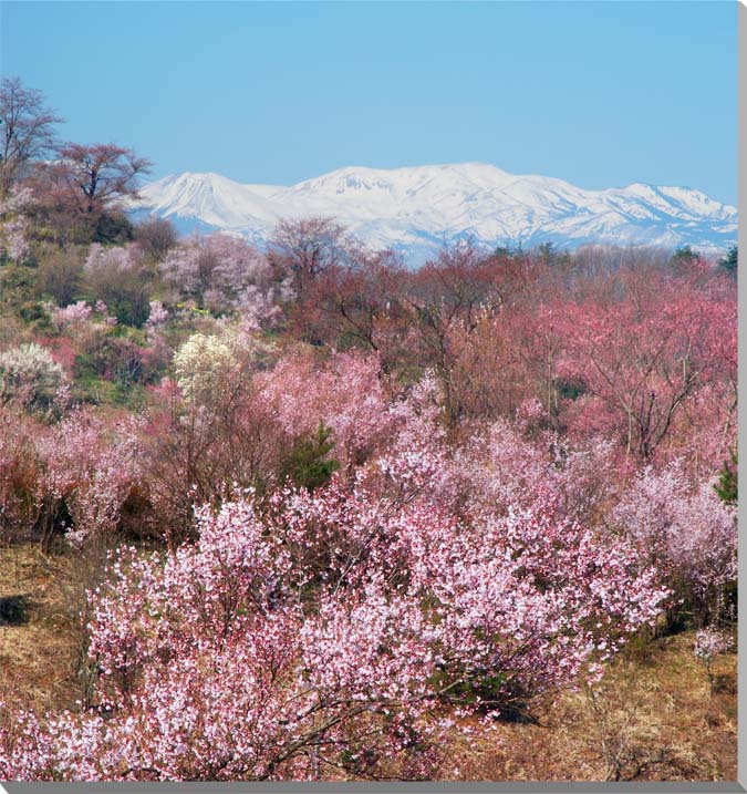 楽天写真パネルのあぁとすぺーすつくば風景写真パネル 福島 花見山の桜と吾妻山 インテリア パネル 写真 春 さくら 山 景色 壁飾り 壁掛け 額要らず 模様替え 雰囲気作り リフォーム 新築 ギフト プレゼントお祝い 結婚 誕生日 記念日 風水 思い出 FUK-014-S10