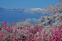 風景写真パネル 福島 桃源郷 花見山 桜 ボタニカル さくら 春 写真 パネル 癒やし おしゃれ モダン グラフィック ウォールデコ インテリア プレゼント ギフト お祝い 結婚祝い 新築祝い 引っ越し祝い 誕生日祝い 記念日 旅の思い出 FUK-159-M20