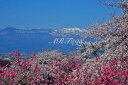 風景写真パネル 福島 桃源郷 花見山 桜 ボタニカル さくら 春 景色 癒やし おしゃれ モダン インテリア 写真 パネル 風水 壁飾り 壁掛け 額要らず 模様替え 雰囲気作り 玄関 リビング オフィス ロビー FUK-161-M20