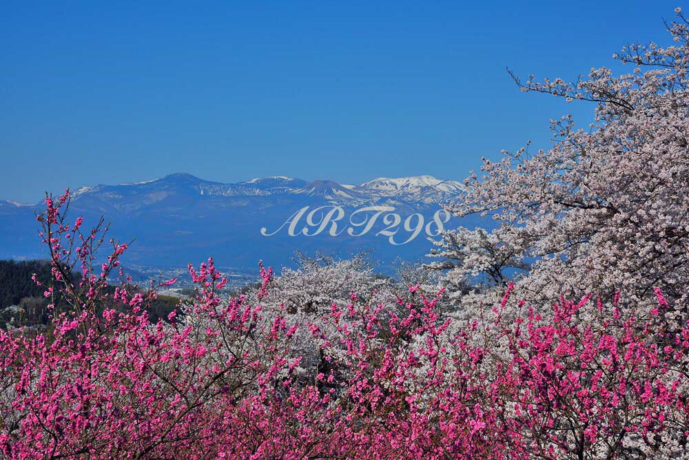 【福島 桃源郷 花見山】 福島市の個人の私有地が、花見山公園として一般に公開されています。 写真家の故秋山庄太郎氏に「福島に桃源郷あり」として絶賛されたことでも有名な、花見の名所です。 梅、ハナモモ、数種類の桜、レンギョウ、ボケ、サンシュユ、モクレンなどの花々が次々と咲き、訪れる人の目を楽しませてくれます。 こちらは遠くに残雪の吾妻山を望む風景です。 【花言葉】 桜：全般的に「精神美」「優美な女性」「純潔」 花桃（ハナモモ）：「私はあなたのとりこ」「天下無敵」「気立ての良さ」 ◆サイズ：72.8×51.5×厚さ2.4cm (B2) ◆重　さ：約0.9kg　壁に負担がかかりません ◆取付け金具付き ◆風景写真パネルの説明 丈夫で耐久性に優れ、表面が滑らかな光沢ある高級写真用紙を使っていますので、風景が綺麗に仕上がります。 見た目が鏡面仕上で高級感があります。 表面に触れないでください。気を使った扱いが必要です。 ◆写真パネルの発送は ご注文から、2〜3営業日以内に発送。 特注サイズは、10営業日以内に発送致します。◆風景写真パネル 福島 桃源郷 花見山◆ ◆風水では絵画より、写真を飾る方が効果が高いと言われます。 ◆絵画と異なりリーズナブルな料金で飾ることができ、その景色を臨場感たっぷり感じていただくことができます。 【飾り方と用途】オフィスのアクセント、リビングや玄関のインテリアとして、癒やしの空間、お部屋の雰囲気作りに、また旅の思い出として飾ってください。 おしゃれなインテリアアートとして、お祝い、ギフトにお薦めです。新築や引っ越しのお祝い、入学や卒業のお祝い、成人式やご結婚、お誕生日のプレゼント、クリスマスプレゼントなど、各種ギフト用品として幅広くお使いください。きっと喜んでいただけることでしょう。 パソコンのモニターの色と、実際の商品の色が多少異なることがあります。