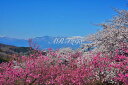風景写真パネル 福島 桃源郷 花見山 ボタニカル 桜 花桃 吾妻山 インテリア アートパネル パネル 写真 壁掛け 壁飾り 模様替え 雰囲気作り 風水 リビング...