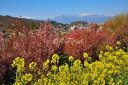 風景写真パネル 福島 桃源郷 花見山 ボタニカル 花 インテリア アートパネル パネル 写真 壁掛け 壁飾り 模様替え 雰囲気作り 風水 リビング ダイニング ...