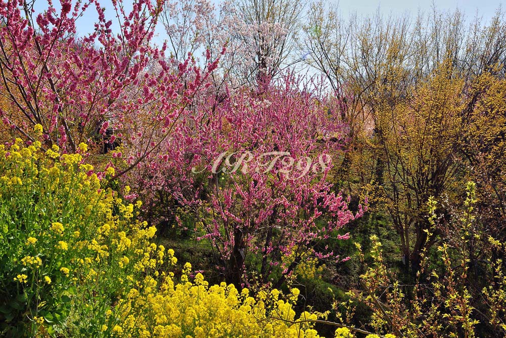無料長期保証 花見山 桜 さくら 福島の桃源郷 オリジナル 風景写真パネル 72 8 51 5cm Fuk 164 B2 楽ギフ 包装 壁掛け 壁飾り 癒やし 装飾 花のインテリアアート フォトアート ポスター リビング 玄関 お祝い プレゼント ギフトに 全日本送料無料 Myopensoft Net 無料長期保証 花見山 桜 さくら 福島の桃源郷 オリジナル 風景写真パネル 72 8 51 5cm Fuk 164 B2 楽ギフ 包装 壁掛け 壁飾り 癒やし 装飾 花のインテリアアート フォトアート ポスター リビング 玄関 お祝い プレゼント ギフトに 全日本送料無料 Myopensoft Net