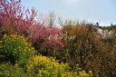風景写真パネル 福島 桃源郷 花見山 ボタニカル 花 桜 花桃 土佐水木 菜の花 春 景色 癒やし オシャレ インテリア アートパネル パネル 写真 プレゼント ギフト 贈答品 お祝い 壁掛け 壁飾り 模様替え 雰囲気作り リビング ダイニング オフィス 玄関 FUK-153-B2
