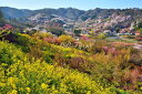 風景写真パネル 福島 桃源郷 花見山 ボタニカル 花 桜 花桃 レンギョウ 菜の花 春 景色 癒やし オシャレ インテリア アートパネル パネル 写真 プレゼント ギフト 贈答品 お祝い 結婚 新築 入学 卒業 成人式 誕生日 記念日 年祝い FUK-158-B2