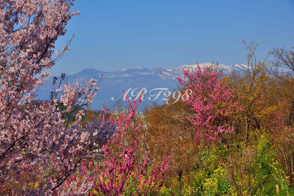風景写真パネル 福島 桃源郷 花見山 ボタニカル 桜 春 吾妻山 アートパネル パネル 写真 インテリア 壁掛け 壁飾り 模様替え 雰囲気作り 風水 リビング ...