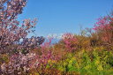 風景写真パネル 福島 桃源郷 花見山 ボタニカル 桜 花桃 菜の花 吾妻山 インテリア アートパネル パネル 写真 壁掛け 壁飾り 模様替え 雰囲気作り 風水 ...