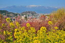 風景写真パネル 福島 桃源郷 花見山 ボタニカル 花 桜 花桃 土佐水木 菜の花 春 景色 癒やし オシャレ インテリア アートパネル パネル 写真 プレゼント...