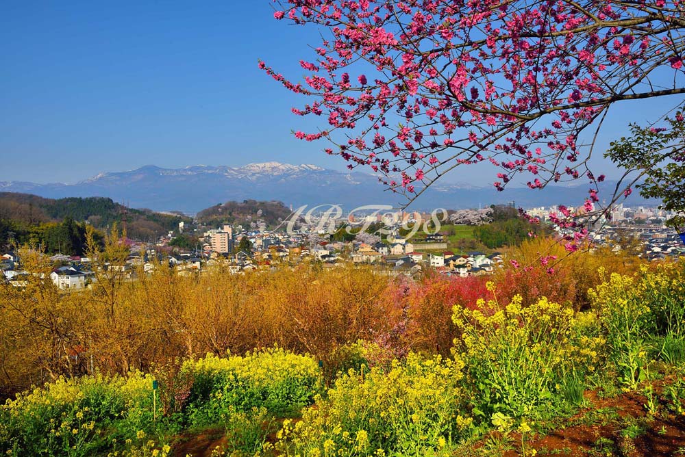風景写真パネル 福島 桃源郷 花見山 ボタニカル 春 吾妻山 アートパネル パネル 写真 インテリア 壁掛け 壁飾り 模様替え 雰囲気作り 風水 リビング ダイ...