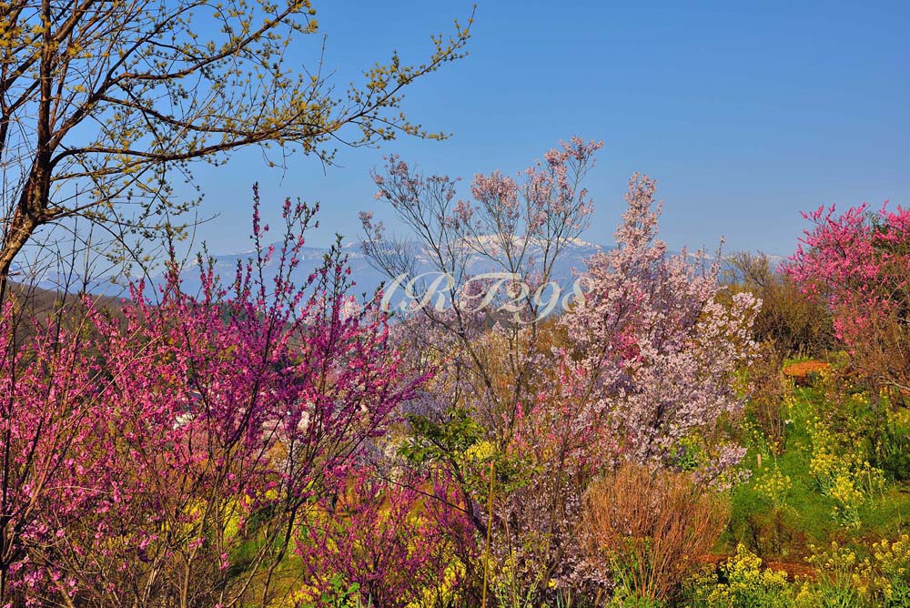風景写真パネル 福島 桃源郷 花見山 ボタニカル 桜 春 吾妻山 アートパネル パネル 写真 インテリア 壁掛け 壁飾り 模様替え 雰囲気作り 風水 リビング ...
