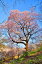 風景写真パネル 福島 弁天山公園 種まき桜 春 さくら ボタニカル アートパネル インテリア パネル 写真 壁掛け 壁飾り 模様替え 雰囲気作り リビング ダイニング オフィス 玄関 fuk-179-b2 20,790円