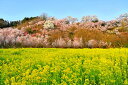 風景写真パネル 福島 桃源郷 花見山 ボタニカル 桜 さくら 花桃 白木蓮 菜の花 春 写真 パネル インテリア プレゼント ギフト お祝い 結婚 新築 誕生日 入学 卒業 成人 母の日 父の日 記念日 年祝い FUK-158-M25