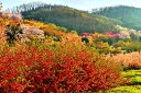 風景写真パネル 福島 桃源郷 花見山 ボタニカル 春 景色 桜 癒やし オシャレ パネル 写真 インテリア アートパネル プレゼント ギフト お祝い 結婚 新築 誕生日 記念日 年祝い FUK-158-M20