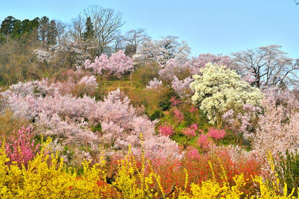 風景写真パネル 福島 桃源郷 花見山 アートパネル インテリア パネル 写真 プリント ボタニカル 春 さくら 桜 レンギョウ 白木蓮 木瓜 景色 壁飾り 壁掛...
