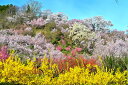 風景写真パネル 福島 桃源郷 花見山 桜 ボタニカル 春 さくら 春 癒やし おしゃれ モダン インテリア アートパネル グラフィックアート ウォールデコ 写真 パネル 風水 壁飾り 壁掛け 額要らず 模様替え 雰囲気作り 玄関 リビング オフィス ロビー FUK-157-M25