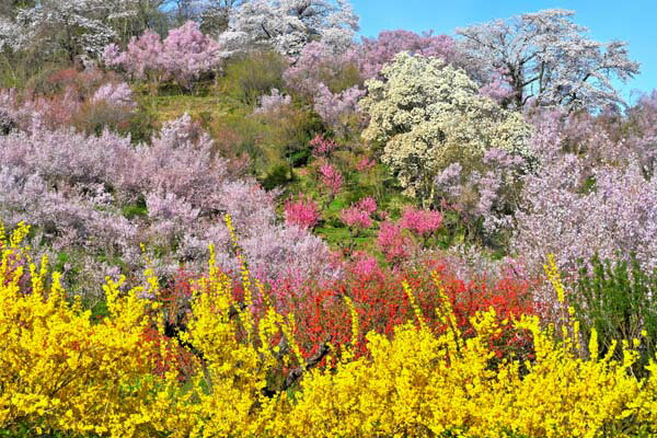 風景写真パネル 福島 桃源郷 花見山 アートパネル インテリア パネル 写真 プリント ボタニカル 春 さくら 桜 レンギョウ 白木蓮 木瓜 景色 ギフト プレ...
