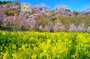 風景写真パネル 福島 桃源郷 花見山 ボタニカル 桜 さくら 花桃 白木蓮 菜の花 春 写真 パネル インテリア プレゼント ギフト お祝い 結婚 新築 誕生日...