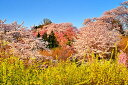 風景写真パネル 福島 桃源郷 花見山 ボタニカル 癒やし オシャレ インテリア アートパネル 写真 景色 春 桜 パネル ボタニカル プレゼント ギフト お祝い 結婚 新築 誕生日 記念日 年祝い FUK-258-M20