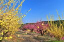 風景写真パネル 福島 平田 蛇音寺の花木畑 レンギョウ 花桃 アートパネル インテリア 壁飾り 壁掛け 額要らず 模様替え 雰囲気作り 風水 リビング オフィス...