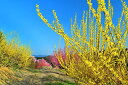 風景写真パネル 福島 平田 蛇音寺の花木畑 レンギョウ 花桃 桜 アートパネル インテリア 壁飾り 壁掛け 額要らず 模様替え 雰囲気作り 風水 リビング オフィス 玄関 ギフト プレゼント 贈答品 返礼 お礼 お祝い 結婚 出産 誕生日 入学 卒業 成人式 年祝い 記念日 fuk-302-M30