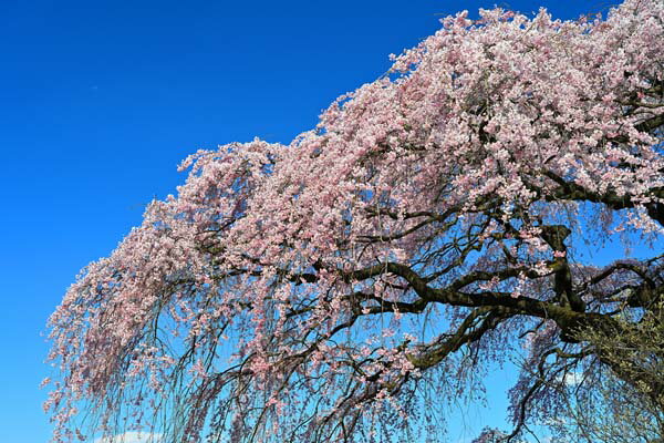 風景写真パネル 福島 平田 しだれ桜 枝垂れ桜 アートパネル インテリア ボタニカル ウォールデコ グラフィックアート パネル 写真 ギフト プレゼント お祝い 結婚 新築 出産 誕生日 入学 卒業 成人 年祝い 記念日 母の日 父の日 FUK-164-M40