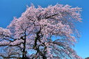風景写真パネル 福島 平田 しだれ桜 枝垂れ桜 アートパネル インテリア ボタニカル ウォールデコ グラフィックアート パネル 写真 壁飾り 壁掛け 額要らず ...