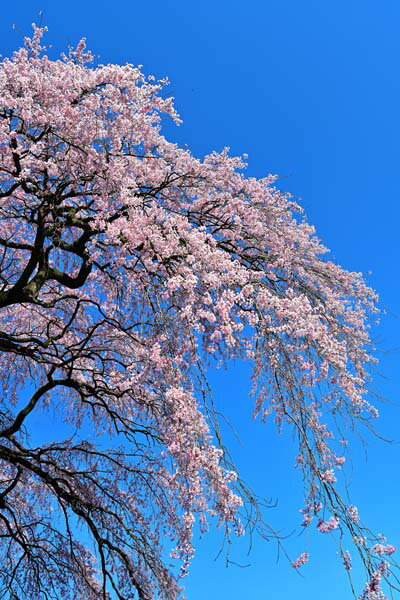 風景写真タペストリー 福島 平田 枝垂れ桜 TAP-09 しだれさくら ボタニカル インテリア アート 写真 壁飾り 壁掛け 模様替え 雰囲気作り 風水 旅の思...