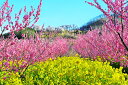 風景写真パネル 福島 桃源郷 花見山 花桃と菜の花 01 アートパネル インテリア パネル 写真 プリント ボタニカル 春 景色 壁飾り 壁掛け 額要らず 模様...