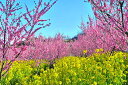 風景写真パネル 福島 桃源郷 花見山 花桃と菜の花 02 アートパネル インテリア パネル 写真 プリント ボタニカル 春 景色 壁飾り 壁掛け 額要らず 模様...
