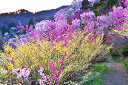 風景写真ポスター 福島 桃源郷 花見山 10 ボタニカル グラフィック アート ウォールデコ インテリア 癒やし オシャレ モダン PSHANA-8(3)