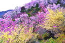 風景写真パネル 福島 桃源郷 花見山11 ボタニカル 桜 さくら 花桃 白木蓮 土佐水木 春 写真 パネル グラフィック アート ウォールデコ 癒やし オシャレ...