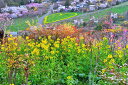 福島 桃源郷 花見山 15 菜の花のハート 4切W 風景写真 ボタニカル 癒し オシャレ 4W-hana-02