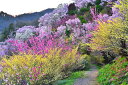 風景写真ポスター 福島 桃源郷 花見山 16 インテリア 壁掛け 壁飾り 模様替え 雰囲気作り リビング ダイニング オフィス ホール 玄関 癒やし オシャレ モダン PSHANA-12