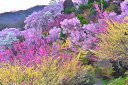 風景写真パネル 福島 桃源郷 花見山19 側面画像あり ボタニカル 癒やし オシャレ インテリア パネル 写真 プレゼント ギフト お祝い 結婚 新築 誕生日 ...