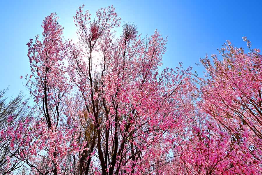 風景写真パネル 福島 平田 桜と太陽 側面画像あり インテリア アートパネル パネル 写真 壁掛け 壁飾り 模様替え 雰囲気作り リビング ダイニング オフィス 玄関 プレゼント ギフト お祝い お礼 オシャレ モダン 癒やし FUK-HH-03-M30skm