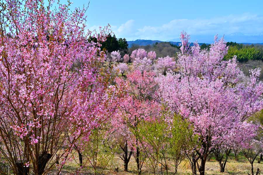 風景写真パネル 福島 平田 花木畑 桜 04 側面画像あり インテリア ボタニカル グラフィック アート ウォールデコ 癒やし オシャレ モダン 壁飾り 壁掛け...